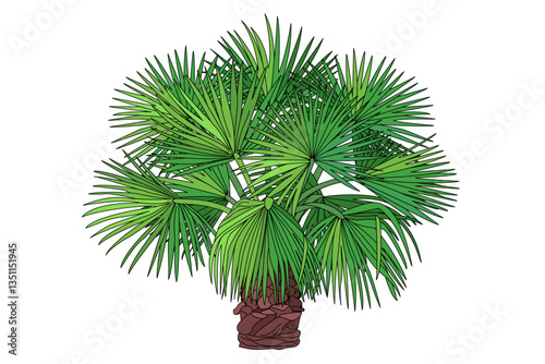 vector flat black line palm tree. Clip art isolated on transparent background.