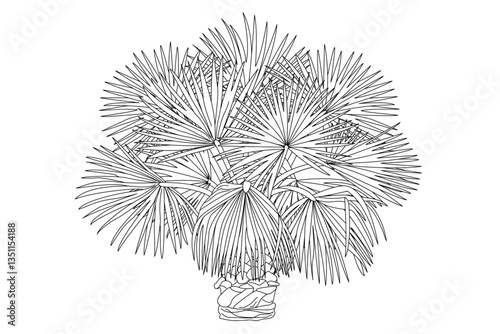 vector outline palm tree. Clip art isolated on transparent background.