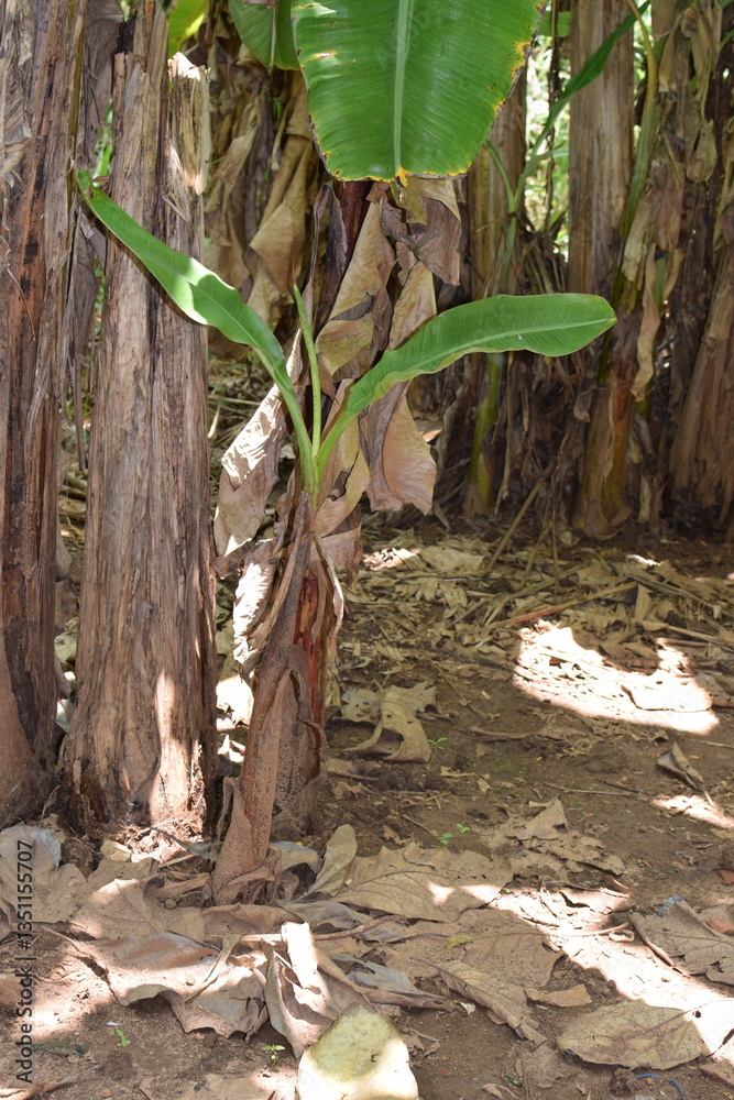 Fototapeta premium Lost in the Heart of a Banana Grove: A Journey Through Lush Green Leaves and Tropical Abundance. Surrounded by Towering Banana Plants: A Serene Escape to the Heart of a Banana Grove. 