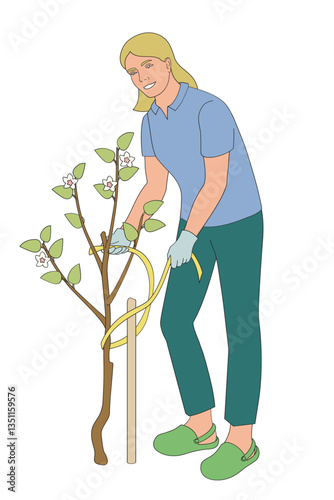 women ties the apple saplings to a wooden peg