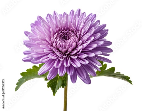 Single Purple Chrysanthemum Flower with Leaves