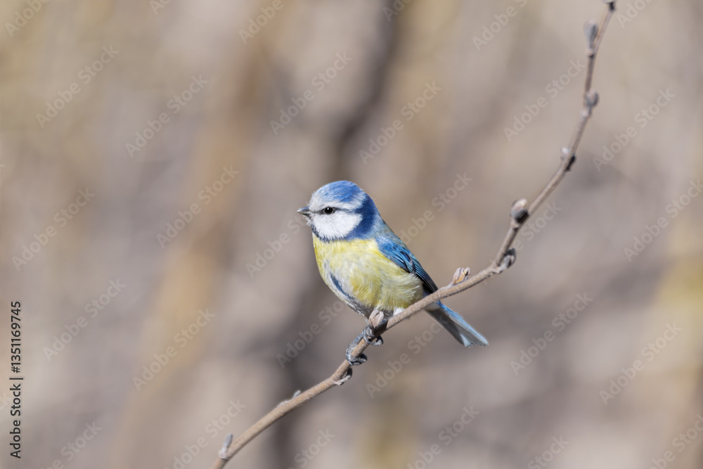 A beautiful little lapis lazuli sits on a branch. a bluebird with blue feathers on a tree. a beautiful bird in the wild. A beautiful little lapis lazuli sits on a branch. a bluebird with blue feathers on a tree. a beautiful bird in the wild.