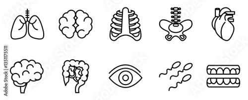 Human Body Line Editable Icons set. Vector illustration in modern thin line style of human anatomy icons: organs, body parts, skeleton parts, Pictograms and infographics for mobile. Isolated on white