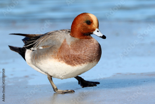 Eurasian wigeon