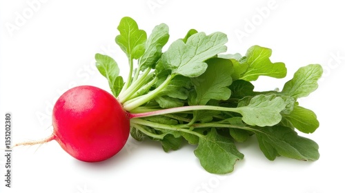 A bright red radish with fresh green leaves, isolated on a white background