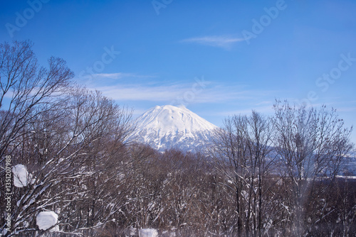 Niseko village view point with peak of Mount Yotei and dry tree with snow in winter season. photo