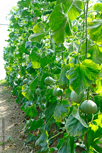 Melon grown in greenhouses
