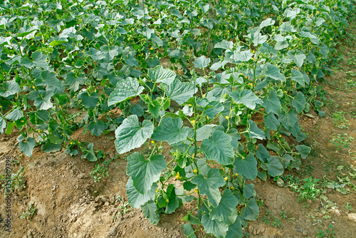 Melon grown in greenhouses