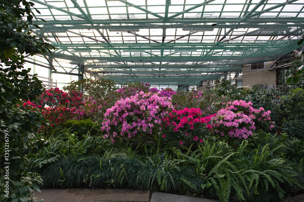 Vibrant pink and red azaleas bloom amidst lush greenery inside a greenhouse Vibrant pink and red azaleas bloom amidst lush greenery inside a greenhouse