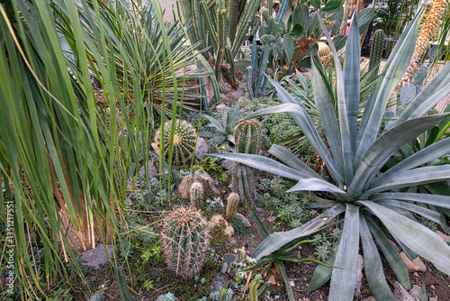 A greenhouse interior filled with a diverse collection of succulents and cacti