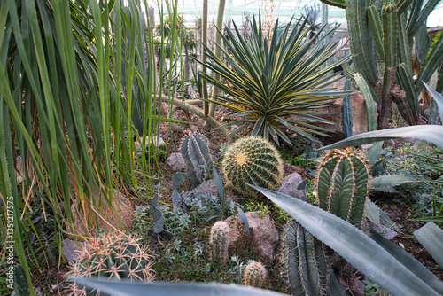 A greenhouse interior filled with a diverse collection of succulents and cacti