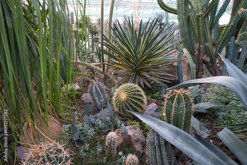 A greenhouse interior filled with a diverse collection of succulents and cacti