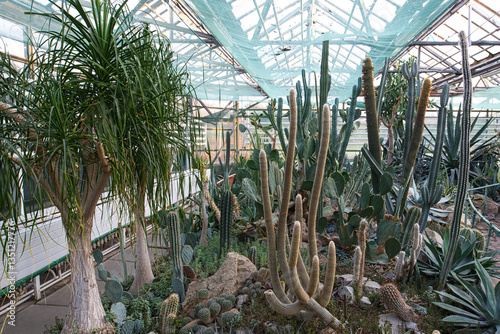 A greenhouse interior filled with a diverse collection of succulents and cacti