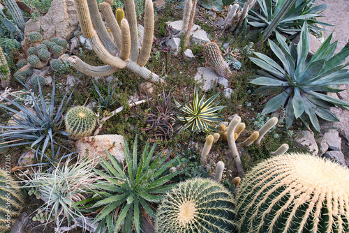 A greenhouse interior filled with a diverse collection of succulents and cacti