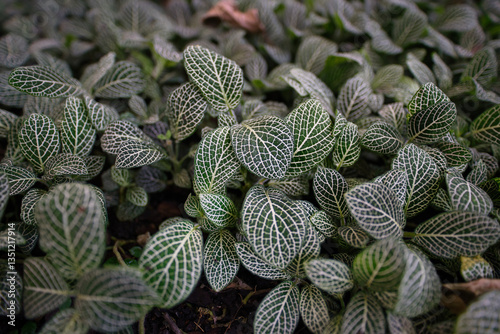 Close-up of Fittonia albivenis plant with striking white-veined green leaves