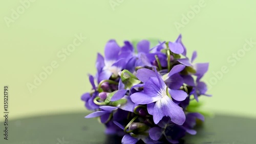 bouquet of wild violets
