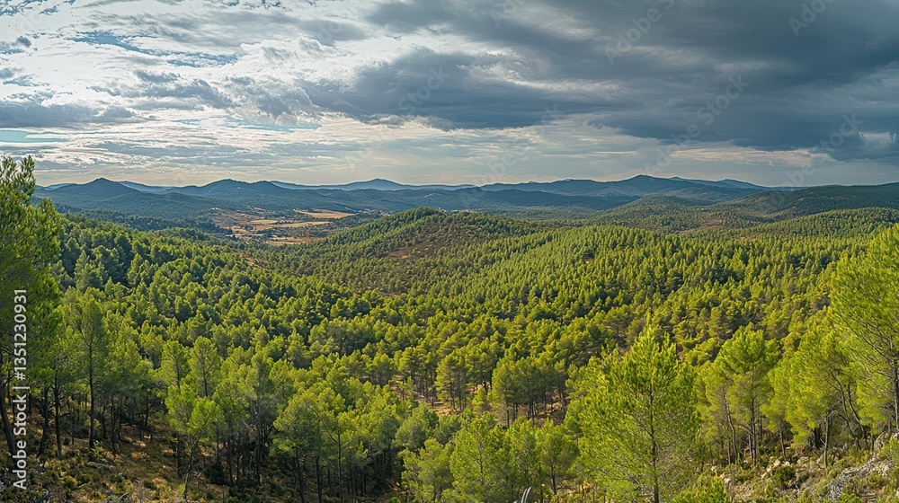 Naklejka premium Mesmerizing Panoramic View of Endless Pine Forest Landscape