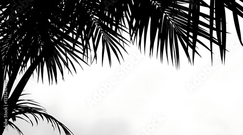 Summer design elements shadow tropical palm leaf overlay effect. Vector illustration. tree branch shadow on transparent background 