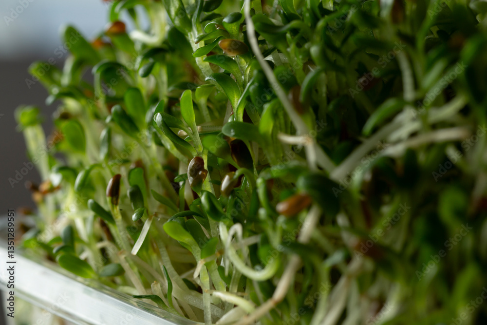 A closeup view of alfalfa sprouts in a plastic container.