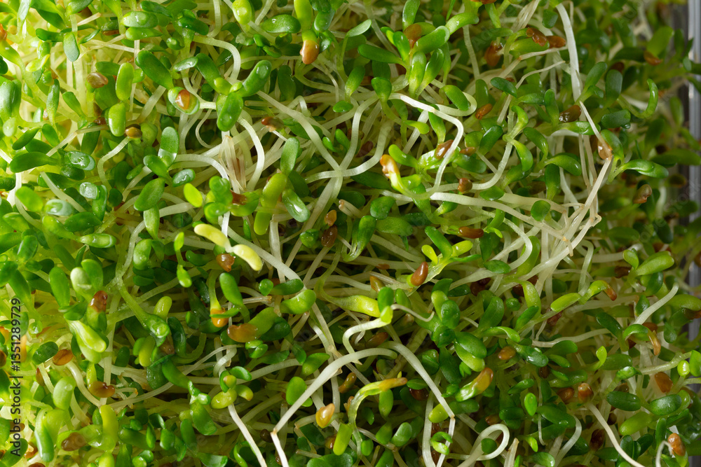Fototapeta premium A top down view of alfalfa sprouts, as a background.