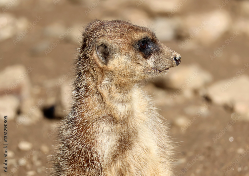 Fototapeta premium Profil de la tête du suricate