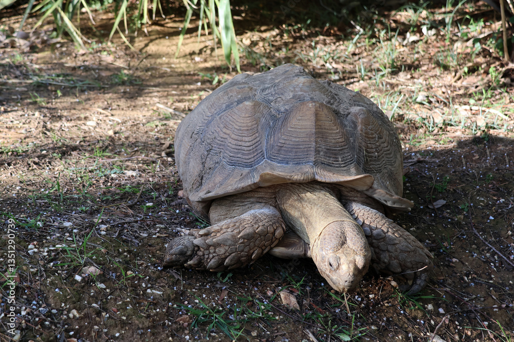 Obraz premium une tortue gourmande