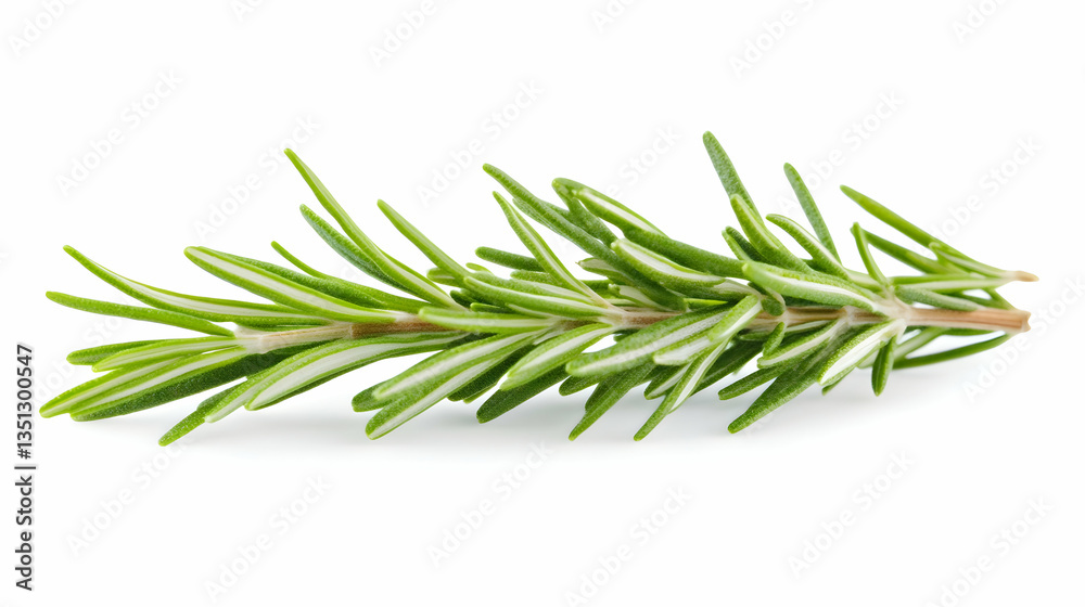 Fresh rosemary sprig isolated on white background, ideal for culinary or herbal recipes