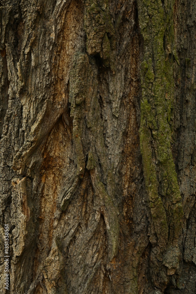 Tree bark background, close up view Tree bark background, close up view