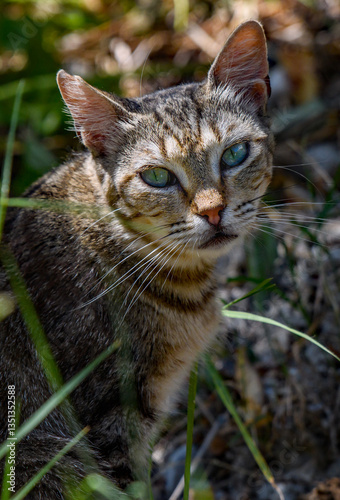 Photography Tricoloured tabby cat, kitten sat in a wild garden.