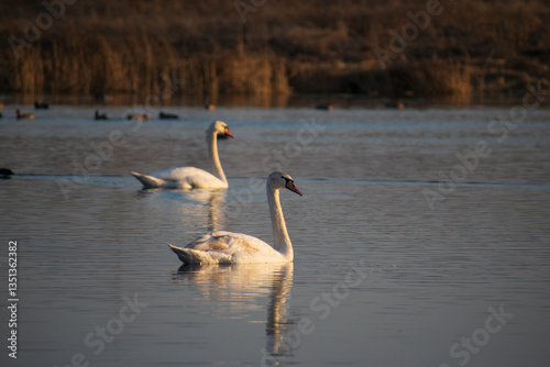 Fototapeta Naklejka Na Ścianę i Meble -  swans on the spring lake