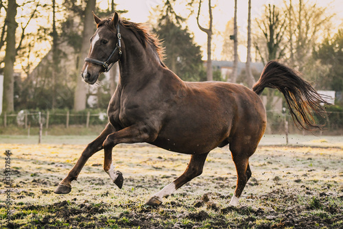 Dutch Harness horse cantering in pasture during sunrise