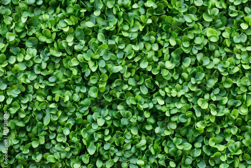 Wallpaper Mural Close Up View of Green Leaves Texture Background Natural Detailed Plant Foliage Freshness Torontodigital.ca