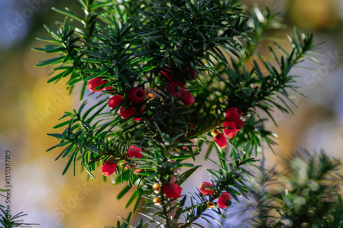 Obraz na płótnie Taxus baccata European yew is conifer shrub with poisonous and bitter red ripened berry fruits, green needles w salonie