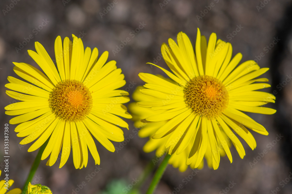 Doronicum orientale leopards bane bright yellow spring flowers in bloom, ornamental garden flowering plant