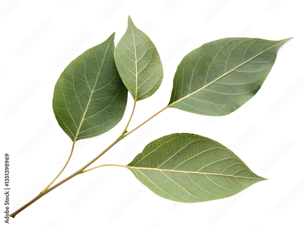 Fototapeta premium Fresh Green Leaves on White Background, Isolated on Transparent Background