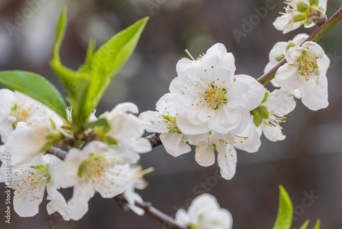 Oshima cherry blossom