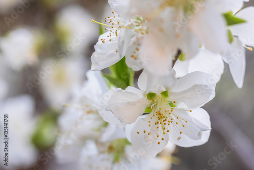 Oshima cherry blossom