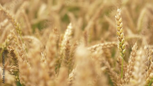 Barley Crop Field in Close Up