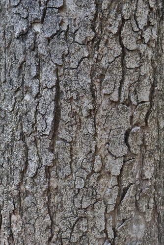 Natural Pattern of Tree Bark with Cracks and Grooves