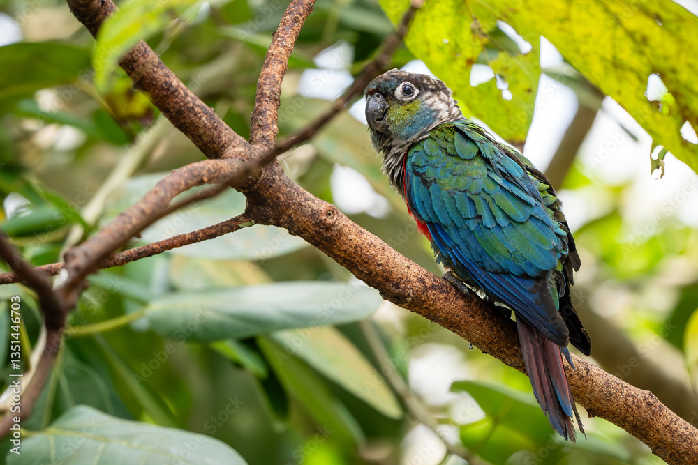Fototapeta premium Crimson-bellied Parakeet - Pyrrhura perlata, beatiful colored parakeet from South American forests and woodlands, Brazil.