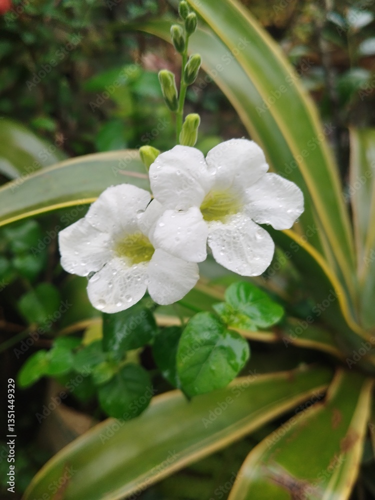 Fototapeta premium flower of a white flower