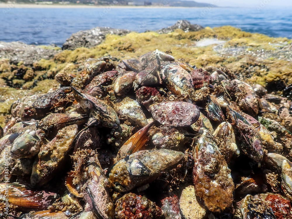 Mussels underwater on a rock on the sea shore, natural scene in mediterranean sea, Black mussels undersea, mussels on rocks undersea, group of common mussels together underwater, Mediterranean food.