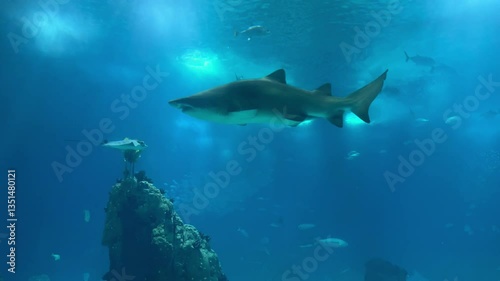Underwater view from a Shark swimming