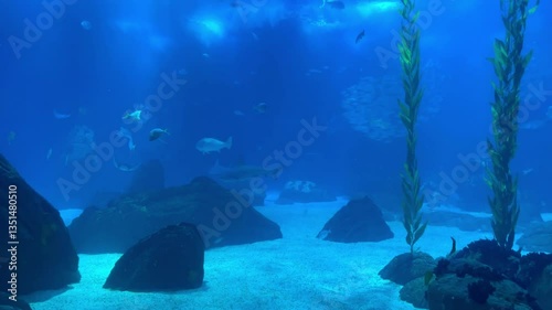 Movement of school of fish underwater. Group fish of multiple species in undersea marine life