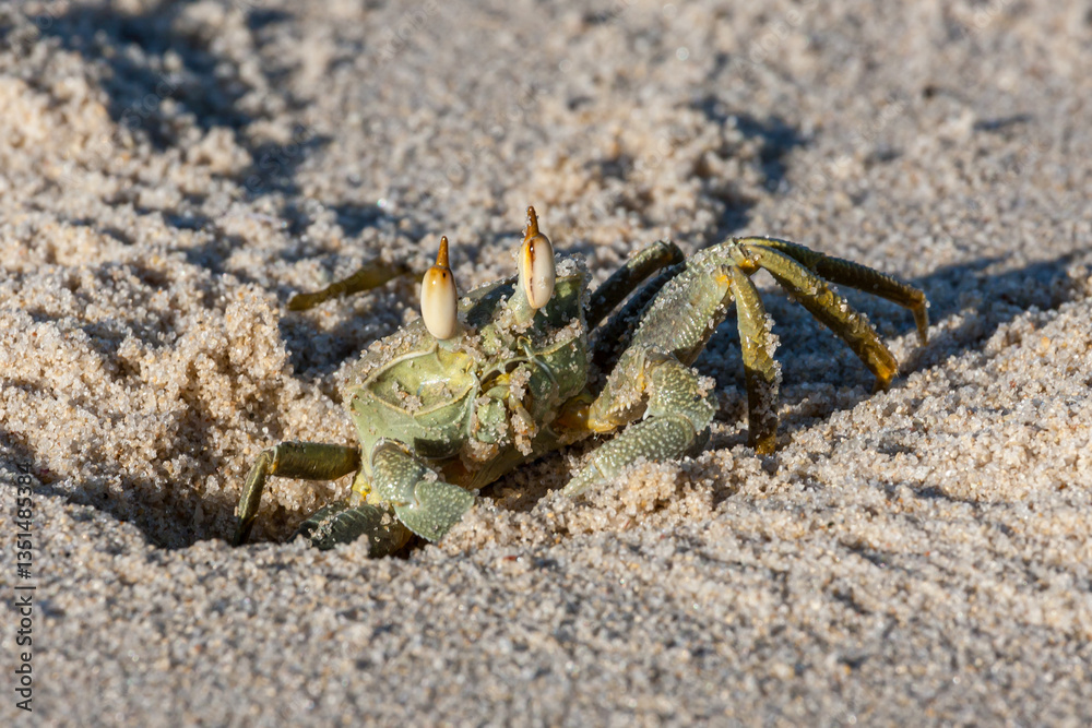 Mozambique, Cabo Delgado, Guludo, Quirimbas, Ghost Crabs (Genus Ocypode - subfamily Ocypodinae) Mozambique, Cabo Delgado, Guludo, Quirimbas, Ghost Crabs (Genus Ocypode - subfamily Ocypodinae)