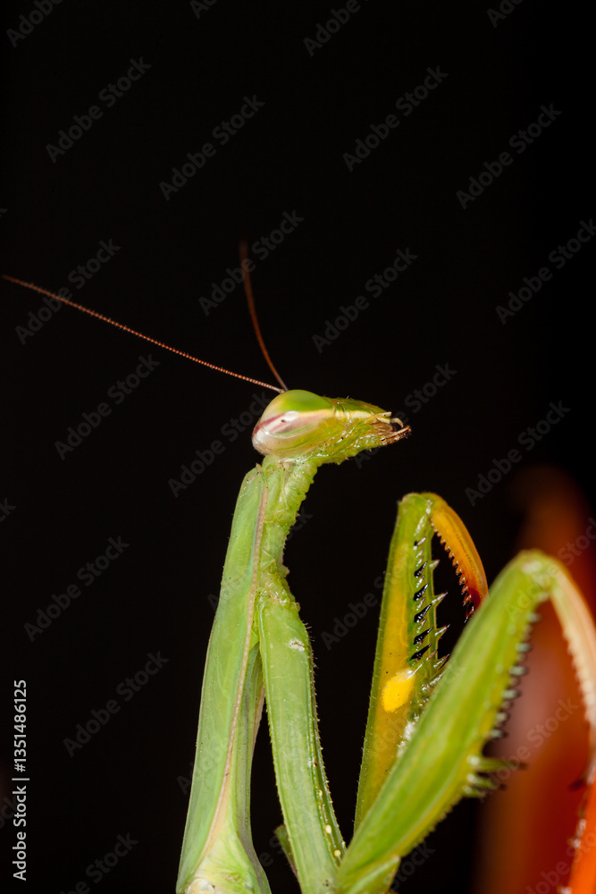 Naklejka premium Mozambique, Maputo, Praying Mantis (Mantis religiosa)