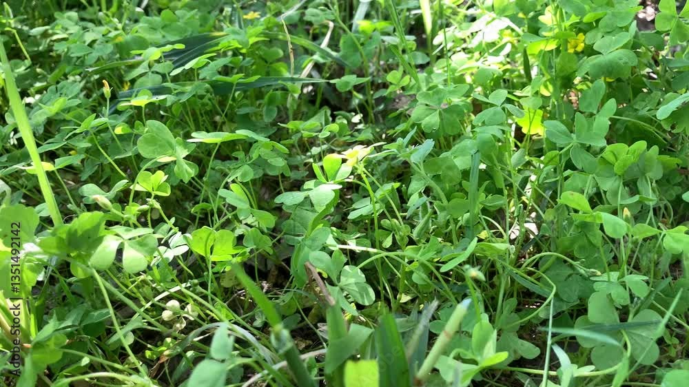 Lush Green Clover Field with Dense Foliage in Natural Outdoor Setting
Lush Green Clover Field with Dense Foliage in Natural Outdoor Setting