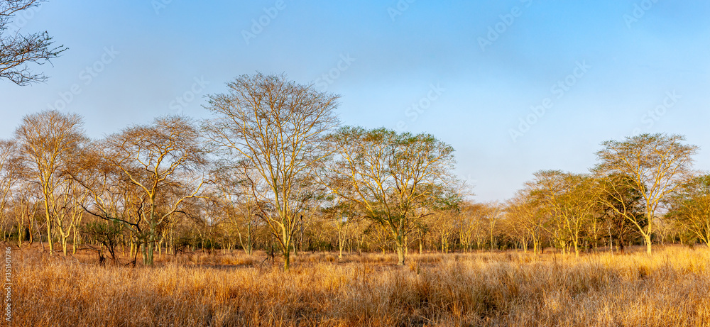 Fototapeta premium Mozambique, Gorongosa National Park, Fever tree forest - Vachellia xanthophloea