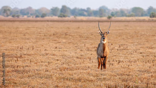 Quadro su tela Mozambique, Gorongosa National Park, Waterbuck (Kobus ellipsiprymnus), male