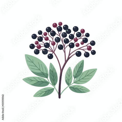 black, elderberry, berry, nature, healthy, herbal, branch, fruit, elder, fresh, organic, sambucus, food, botanical, background, wild, natural, green, plant, leaf, juicy, medicine, ripe, twig, red, ber